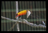 Pafos Zoo -30-05-2017 - Bogdan Balaban